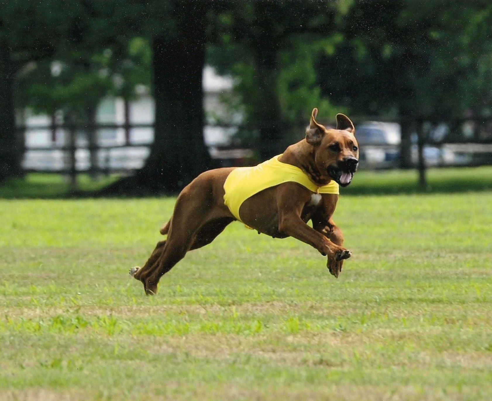 Good Speed, Good Nose